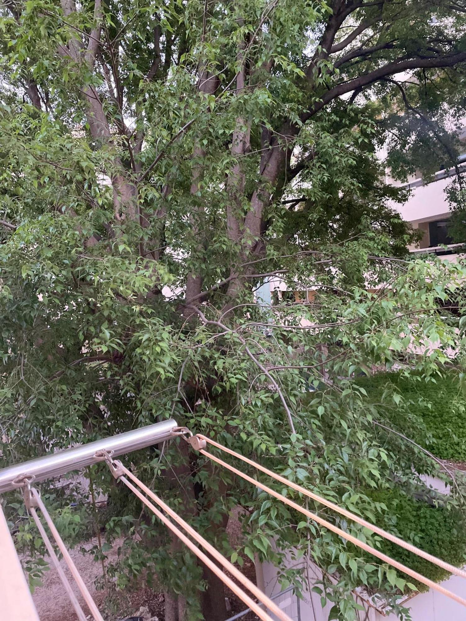 'One Tree' Apartment, Old Town Zadar Bagian luar foto